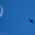 Silhouette van een luchtacrobaat genaamd gierzwaluw, vliegt hoog in de lucht op een zwoele zomeravond in juni, met de maan op de achtergrond.  Het sikkelvormige beeld van de maan komt terug in de vleugels van de gierzwaluw.