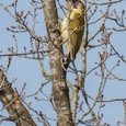 Deze Groene specht man houdt na  zijn roep, boven in een boom, in het bos, begin maart, de omgeving scherp in de gaten 3x7.