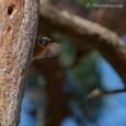 Gekraagde roodstaart man in een den op 20 mtr hoogte  in het bos in april, vliegt even vanuit een oud spechtennest, wat volgens hem een prima nestkamer is, tegen de boom voor vrouwelijke aandacht 7x15.
