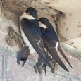 Een koppel huiszwaluwen rust even bij hun nest, al steunend met de staarten, begin mei 15x17.