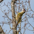 Groene specht man boven in een boom in het bos, begin maart, laat zijn territoriumroep horen 2x7.