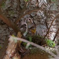 Grauwe vliegenvanger bij haar kind op het nest hoog in een boom, in het bos 1x6.