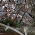 Grauwe vliegenvanger voert een groot insect aan een van haar kinderen, hoog in een boom in het bos 6x6.