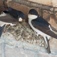 Onder het witte 'dak', metselt de linker vogel met de snavel vol modder, gestaag verder aan het nest dat langzaam vorm krijgt 17x17.