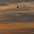 Grote Canadese ganzen vliegen in de herfst de ondergaande zon tegemoet.