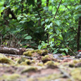 Juveniele Grote bonte specht foerageert in het bos, op de grond.