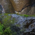 Grote Gele kwikstaart vrouw in haar biotoop, met een snavel vol insecten voor haar kroost, terwijl de druppels  van het nabije water in het rond vliegen 2x15.