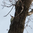 Groene specht man boven in een boom in het bos in maart, controleert na zijn specifieke territoriumroep of er wordt gereageerd 7x7.