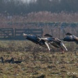 Grauwe ganzen zetten de landing in laat in de middag op een winterdag.