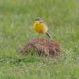 Zingende Gele kwikstaart man op een uitkijkpost in het veld, in mei 3x11.