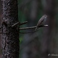 Grauwe vliegenvanger op een uitkijkpost aan de rand van het bos, in juli 1x3.