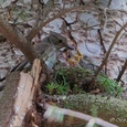Grauwe vliegenvanger voert haar kinderen op het nest, hoog in een boom, in het bos 2x6.