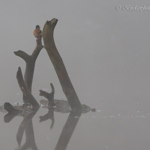 Bij het eerste licht op een septemberochtend, staat deze ijsvogel vrouw in de dichte nevel te vissen, in een ven in het bos 1x21.