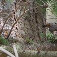 Grauwe vliegenvanger met een groot insect, nadert het nest met hongerige kinderen in het bos 5x6.