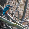 IJsvogel man rust even uit in de luwte van een omgevallen boom, na zijn visjacht op een zonnige en koude eerste lentedag (met tegenlicht genomen).