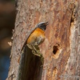 Gekraagde roodstaart man zingt bij de nestholte (niet zichtbaar) voor vrouwelijke aandacht, op 20 mtr hoogte in een den, in april, in het bos 1x15.