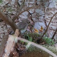 Grauwe vliegenvanger voert een van haar kinderen een sprinkhaan, hoog in een boom in het bos 3x6.