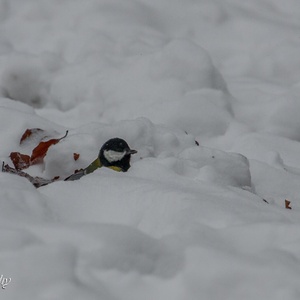 Het is diep graven voor zo'n relatief kleine vogel in het pak sneeuw van 12 cm bij continu tergende sneeuwbuien en ijzige wind 4x9.