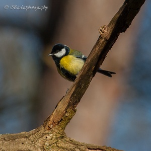 Koolmees man in februari in het bos.