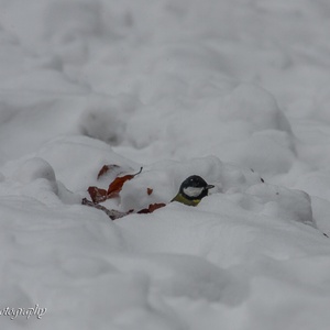 Ook tijdens het graven naar beukennotjes in deze sneeuwstorm, moet je continu opletten, want predatoren zijn nooit ver weg 6x9.