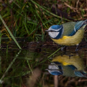 Pimpelmees in januari tijdens zijn tocht langs het water 1x2.