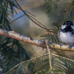 Een Zwarte Mees in het bos in februari in een naaldboom 2x3.