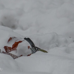 Alleen de staart is nog zichtbaar tijdens zijn graafwerkzaamheden in de sneeuwbuien 8x9.