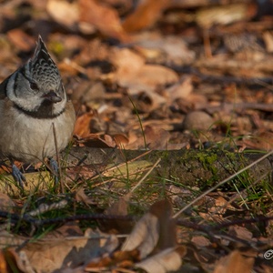 Kuifmees eind december in het bos op de grond, met een zaadje in de snavel 2x3.