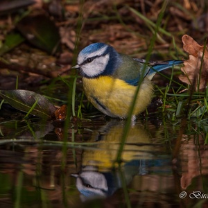 Pimpelmees in januari in het water.
