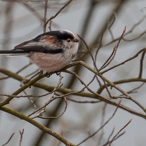 Begin februari foerageert deze Staartmees tussen de twijgen in het bos...