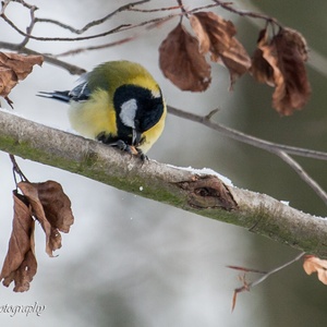 Daags na zware sneeuwval verorbert deze Koolmees een beukennootje in het bos.
