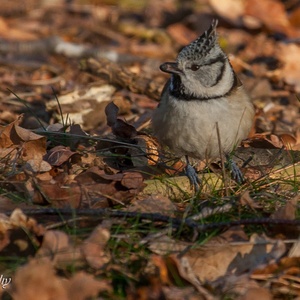 Kuifmees eind december in het bos op de grond, met een zaadje in de snavel 1x3.