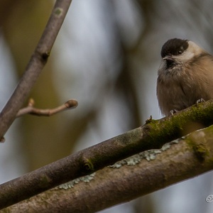 Matkop in een boom in het bos met het vruchtvlees van een zaadje in de snavel 2x2.