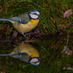 Deze Pimpelmees blijft oplettend, bij zijn bezoek aan het water in januari.
