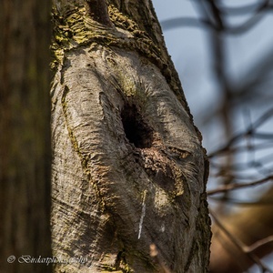 Deze holte in het bos in een boom is een prima nestkamer voor o.a. Pimpelmezen en Spreeuwen 1x14.