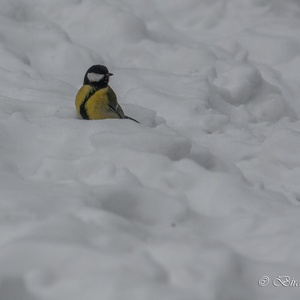 In de sneewstorm overdag, in februari, probeert deze Koolmees onder de Beuken naar nootjes te graven 2x9.