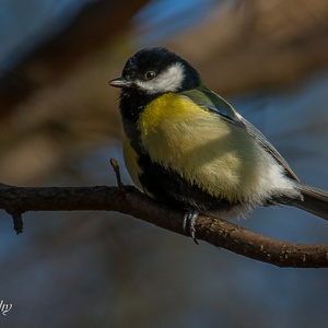Koolmees in februari in het bos op een uitkijkpost.