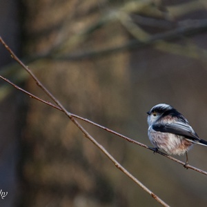 Eind januari balanceert deze Staartmees als de beste op een twijgje in het bos.