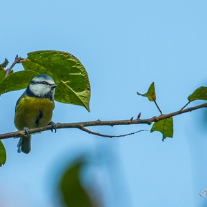 Hoog in de boom tijdens de jacht op bladluizen 1x5.