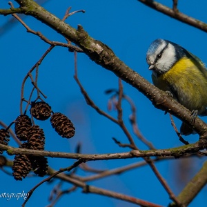 Pimpelmees in februari in het zonnetje.