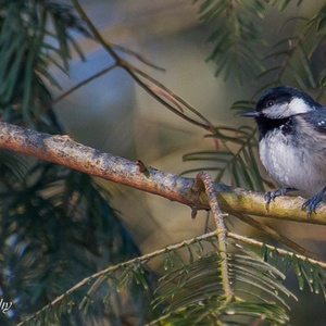 Een Zwarte Mees in het bos in februari in een naaldboom 1x3.
