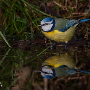 Pimpelmees in januari tijdens zijn tocht langs het water 2x2.