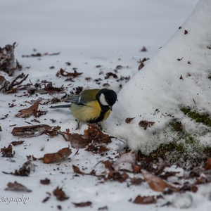 Na de sneeuwstorm in februari weet de Koolmees dat er aan de stam van een beuk nootjes moeten liggen 1x2.