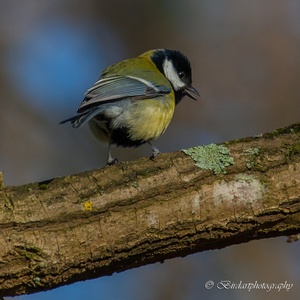 Koolmees op een tak met korstmossen in het bos in februari.