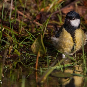 Uiterst voorzichtig gaat de Koolmees in februari in het water staan voor een bad.