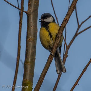 Zingende Koolmees in maart in het bos.