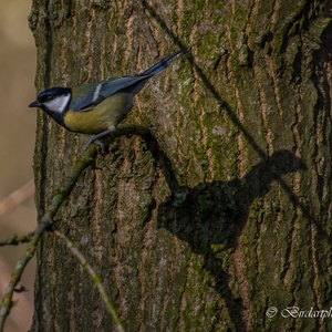 In februari is deze Koolmees in de Biesbosch zijn schaduw voorbij.