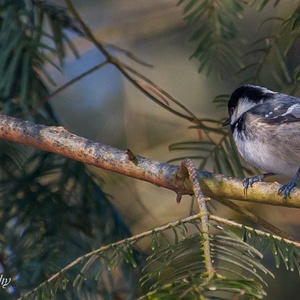 Een Zwarte Mees in het bos in februari in een naaldboom (let op de witte vlek op het achterhoofd!) 3x3.