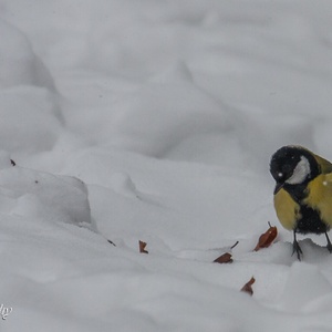 Bijna moedeloos zo lijkt het, staat de Koolmees op de sneeuw 7x9.