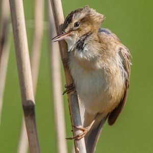 En zo verteld deze vogel iets waarvoor hij de snavel niet ver hoeft te openen. Wij mensen schrteeuwen ook niet altijd!! Hoewel sommigen... 8x10.